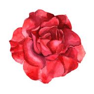 beautiful rose watercolor hand-painted isolated on white background N10