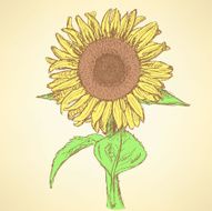 Sketch sunflower vector vintage background N4