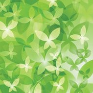 Green butterflies N2