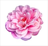 Pink Rose Camellia Flower Vector