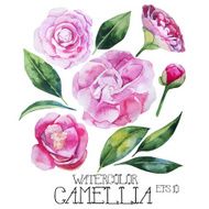 Watercolor camellia set