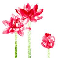 Vector background with red watercolor lotus N3