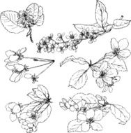 Set of line drawing flowers N2