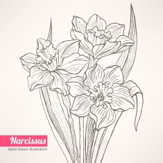 Hand drawn bouquet with narcissus