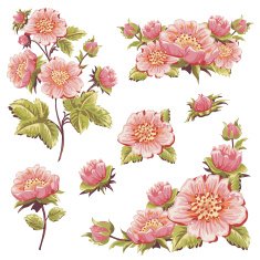 Gentle floral set of flower elements isolated