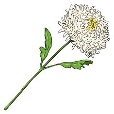 Vector Cartoon Isolated Illustration - Chrysantemum