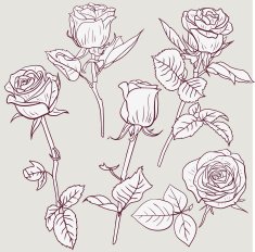 set of linear drawing roses