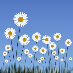 vector daisy field background