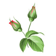 Hand drawn rose N4