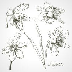 Daffodils monochrome line art
