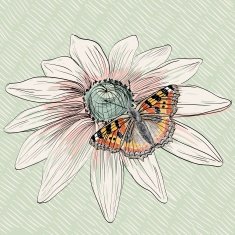 butterfly N81