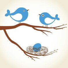 Cute beauty birds on the tree branch N3
