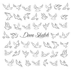 Dove and Pigeon Set in Sketch Style N2