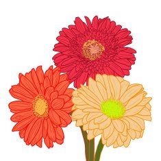Bouquet of three colorful gerber's Vector hand drawn illustration