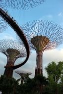 Singapore trees at night
