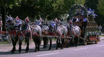 horses harnessed to a cart in Munich