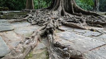 tree root in Angkor temple Cambodia