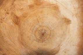 tree cut annual rings
