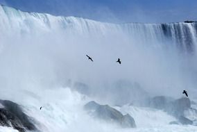 niagara falls and birds