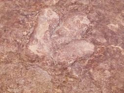 red dinosaur footprint close up