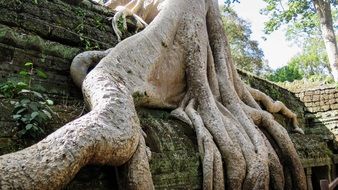 cambodia angkor temple tree roots