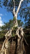 tree with open roots