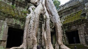 tree roots of an ancient tree in Cambodia