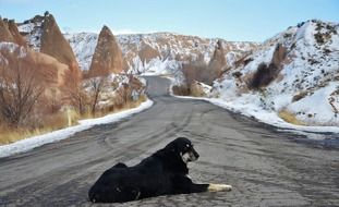 black dog lies on the road