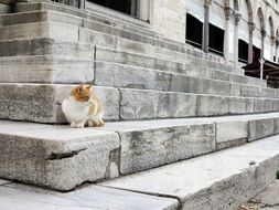 cat culture turkey