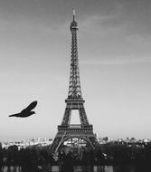 paris france eiffel tower with flying black bird