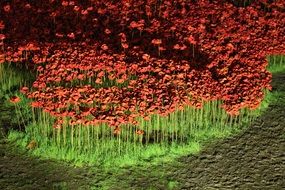 poppies in the tower of London