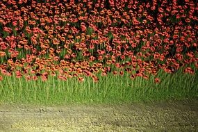 field of rivers of blood ceramic poppies