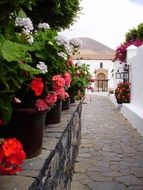 colorful flowers on a street in Fuerteventura Betancuria