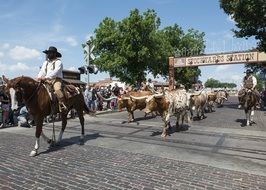 cowboys and cattle on a show in Fort Worth, Texas