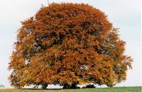 huge beech in a valley in bavaria