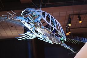 ancient reptile skeleton in a museum