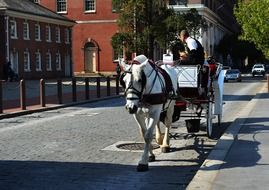 horse philadelphia animal street