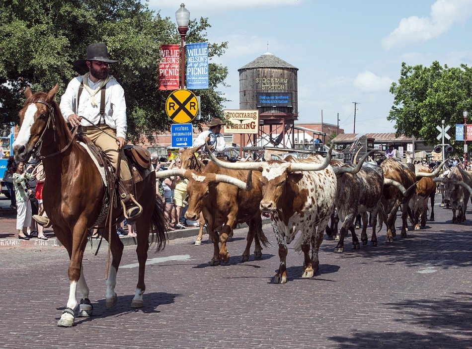 livestock on the main city street