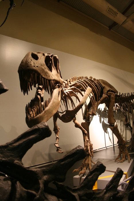 sceleton of a tyrannosaurus