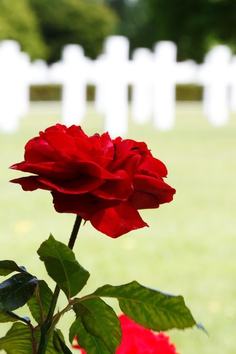 red rose flower on the american cemetery