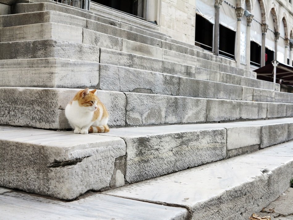 cat culture turkey