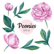 Vector set of watercolor peony flower isolated on white background