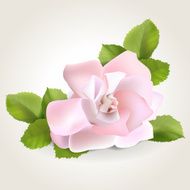 Rose N51