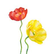 Yellow Poppy isolated on white N3