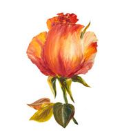Rose isolated on white oil painting N7
