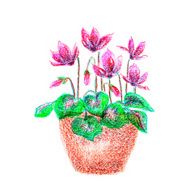 Oil pastel hand drawn pot flower of pink cyclamen