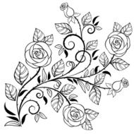 Blooming rose