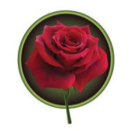 Red rose N24