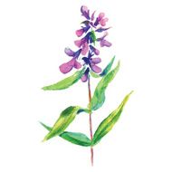 Lilac flower Vector floral illustration