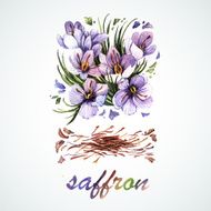 Vector watercolor Saffron